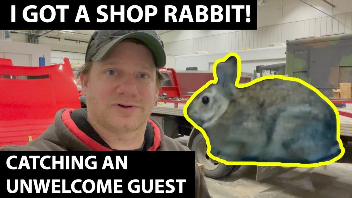 The Unwanted Shop Rabbit!